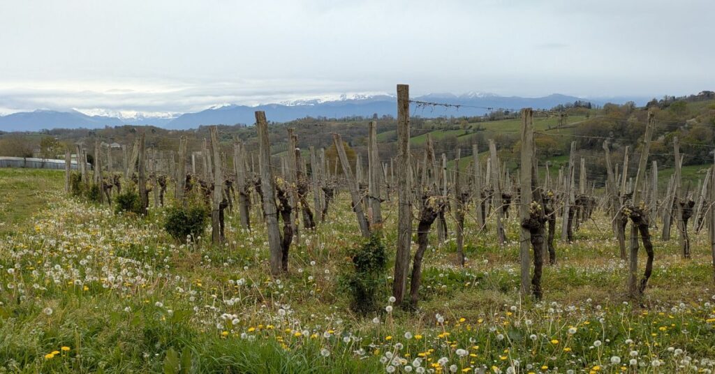vineyard with Pyrenees backdrop, dandelions cover the ground between vines